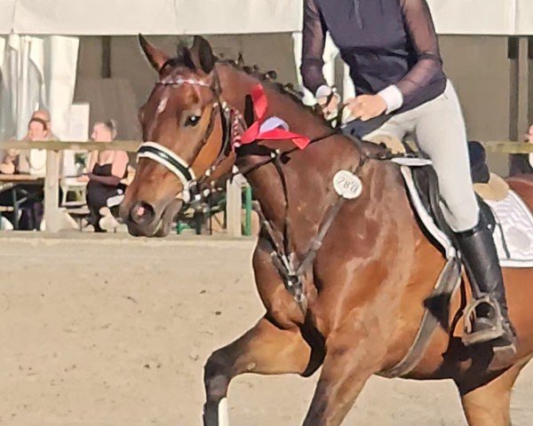 broodmare Holiday I (Holsteiner, 2015, from Casaltino)