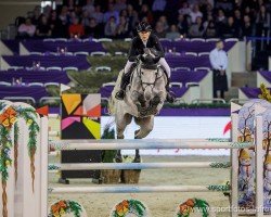 stallion Lima OLD (Oldenburg, 2011, from Lucky Boy)