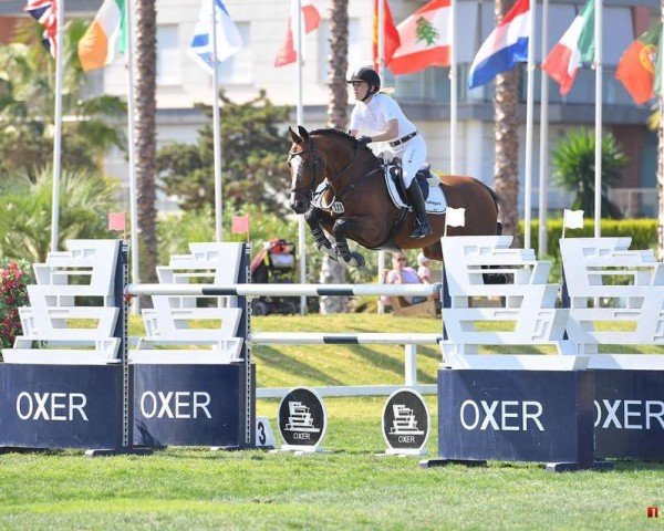 jumper Joy (Belgian Warmblood, 2009, from For Joy van het Zorgvliet)