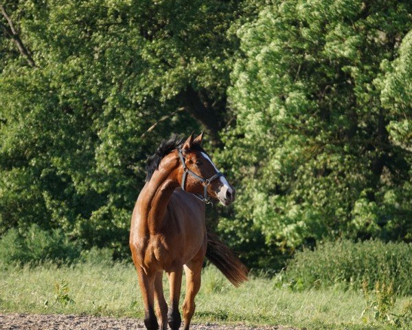 Springpferd Karajana (Hannoveraner, 2020, von Karajan)