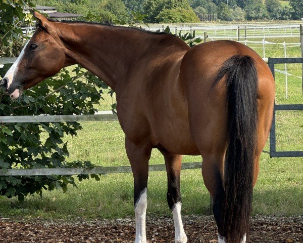 jumper Cinsinati (Latvian Warmblood, 2017, from Carpaccio II)