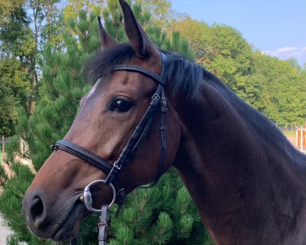 jumper Carlotta Z (Zangersheide riding horse, 2019, from Columbus Z 3)