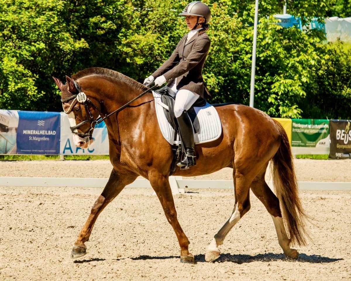 Dressurpferd Dixone CH (Freiberger, 2015)