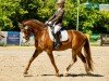 dressage horse Dixone CH (Freiberger, 2015)