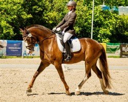 dressage horse Dixone CH (Freiberger, 2015)