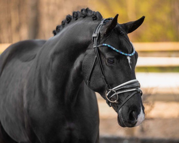 Dressurpferd Feiner Max (Deutsches Sportpferd, 2018, von Frascino)