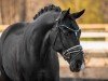 dressage horse Feiner Max (German Sport Horse, 2018, from Frascino)