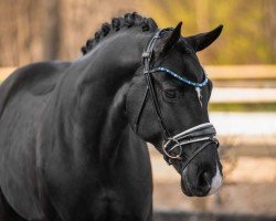 dressage horse Feiner Max (German Sport Horse, 2018, from Frascino)