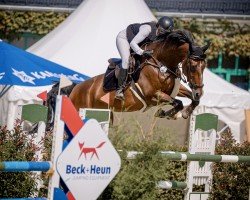 jumper Cacharel Z (Zangersheide riding horse, 2017, from Cicero Z van Paemel)