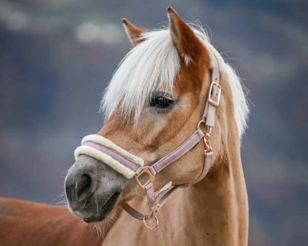 Pferd Olivia II (Haflinger, 2013, von Blickfang)