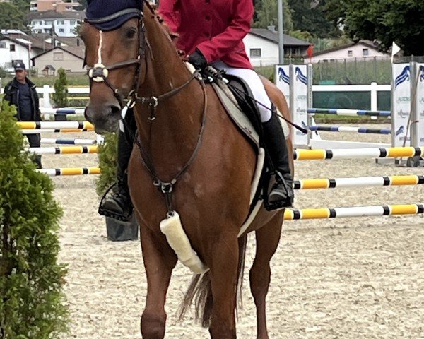 jumper Kegetricia van Beek (KWPN (Royal Dutch Sporthorse), 2015, from Fantomas de Muze)