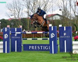 jumper Chacareno PS (Oldenburg show jumper, 2015, from Chacco-Blue)