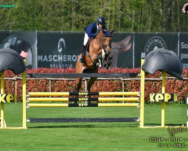 jumper Iron Dames Casa Blue PS (Oldenburg show jumper, 2015, from Casallco)