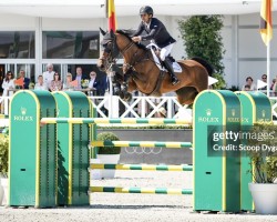 jumper Chadellano JRA (Oldenburg show jumper, 2011, from Chacco-Blue)