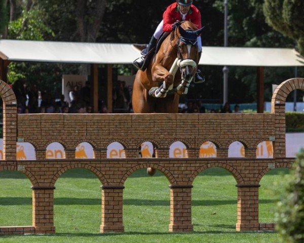 broodmare Chacco's Girlstar (Hanoverian, 2012, from Chacco-Blue)