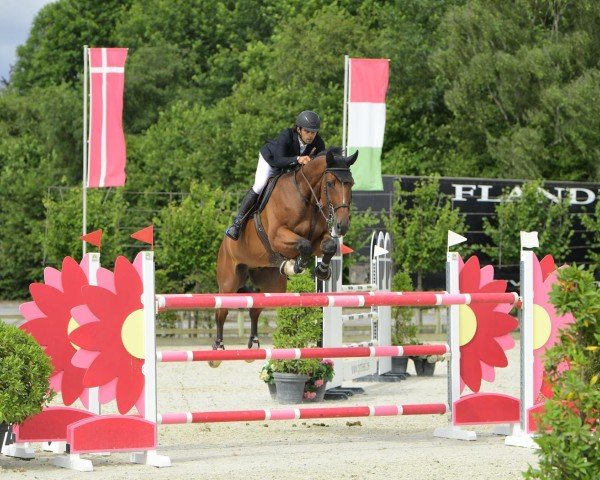 jumper Cornnan (Oldenburg show jumper, 2012, from Cornet’s Balou)