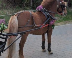 horse Kimon (Shetland Pony, 2012, from Kapo)