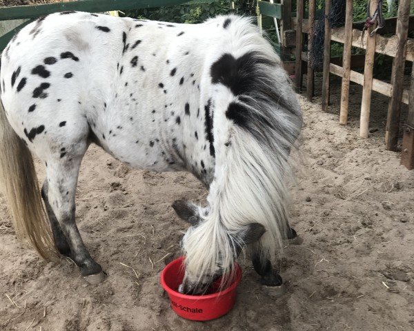 broodmare Grübchen (Trakehner, 1939, from Heidewind)