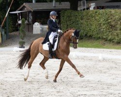 dressage horse Sanjolina (Westphalian, 2012, from Sir Heinrich OLD)