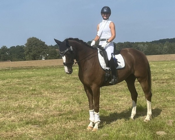 dressage horse Beneziano (Westphalian, 2020, from By your Side 3)