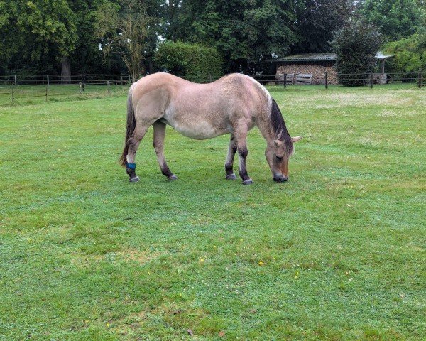 broodmare Leica (Fjord Horse, 1993, from Samson)