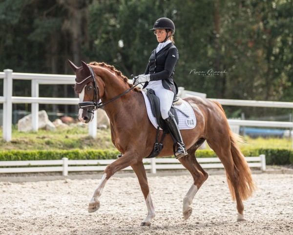 dressage horse Feiner Franz 10 (Rhinelander, 2018, from Feinrich)