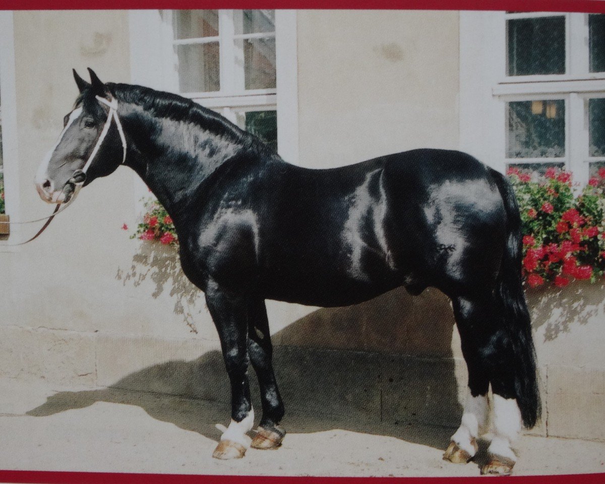 Deckhengst Gerit 1411 (Schweres Warmblut, 1980, von Gletscher)