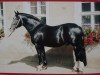 stallion Gerit 1411 (Heavy Warmblood, 1980, from Gletscher)