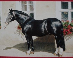 stallion Gerit 1411 (Heavy Warmblood, 1980, from Gletscher)