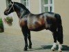 Pferd Lord I 1446 (Schweres Warmblut, 1983, von Lockvogel Mo 1251)