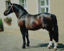 horse Lord I 1446 (Heavy Warmblood, 1983, from Lockvogel Mo 1251)