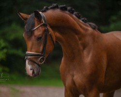 dressage horse Fürst Farwick (Oldenburg, 2021, from Fynch Hatton)