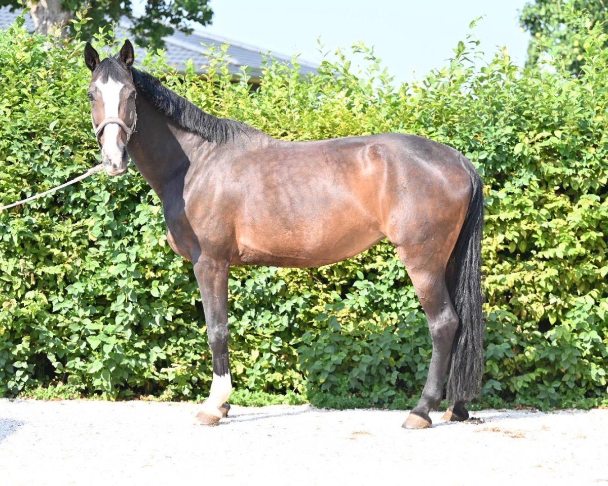 broodmare Donna Daria 6 (Württemberger, 2008, from Don Diamond)