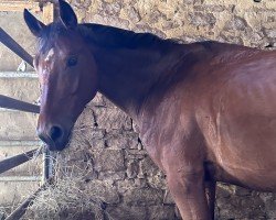 jumper Kato de La Pomme (German Sport Horse, 2018, from Kasanova de La Pomme)