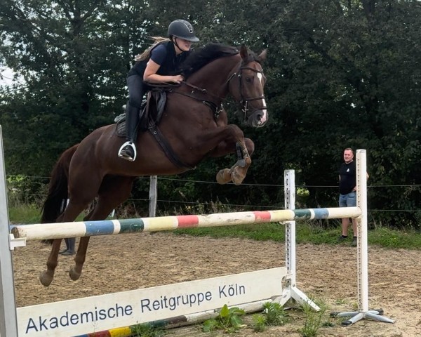 Springpferd Capitano van de Koekelberg Z (Zangersheide Reitpferd, 2014, von Cascor Z)