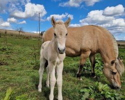 foal by Yosie (Fjord Horse, 2024, from Skian)