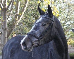 dressage horse Darina's Daydream (Holsteiner, 2011, from Cancara)