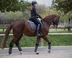 dressage horse Royal Angelo 8 (Rhinelander, 2004, from Royal Diamond)