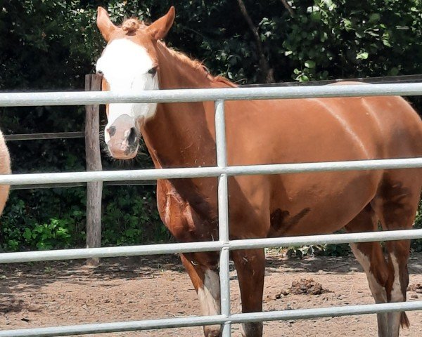 jumper Bella Donna (KWPN (Royal Dutch Sporthorse), 2010)