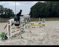 jumper Rose 99 (Connemara Pony, 2018, from Glendine Kestrel)