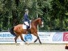 dressage horse Calimero Gh (Austrian Warmblood, 2015, from Casiro I)