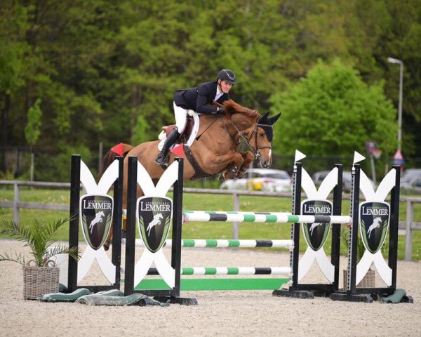 jumper Chactendra PS (Oldenburg show jumper, 2016, from Exelero 2)