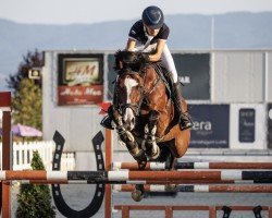 jumper Apokaliptika (Bulgarian Warmblood, 2010)