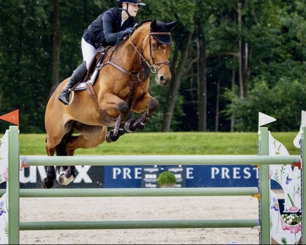 jumper Starline 7 (Swedish Warmblood, 2015, from Balou)