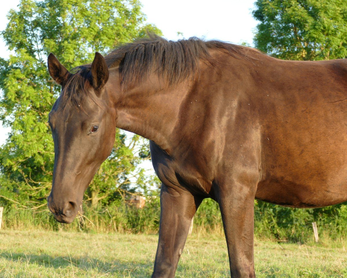 dressage horse Sommernachtstraum (Austrian Warmblood, 2022, from Sir Bedo)