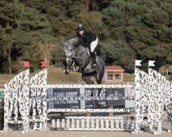 jumper Chamana van het Hulgenrode Z (Zangersheide riding horse, 2016, from Chamani de La Pomme)