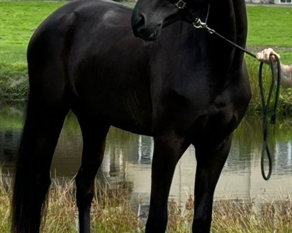 dressage horse Starlight 375 (Oldenburg, 2021, from Secret)