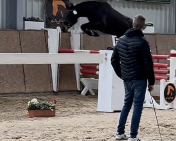 jumper Camino L 3 (German Sport Horse, 2021, from Casskeni II)