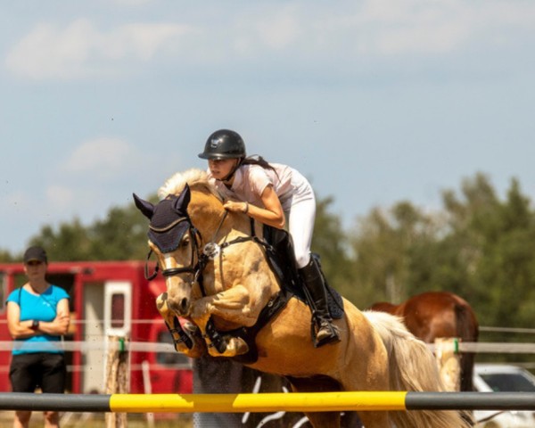 jumper Clic Clac de Luxe (German Riding Pony, 2017, from Champ de Luxe)