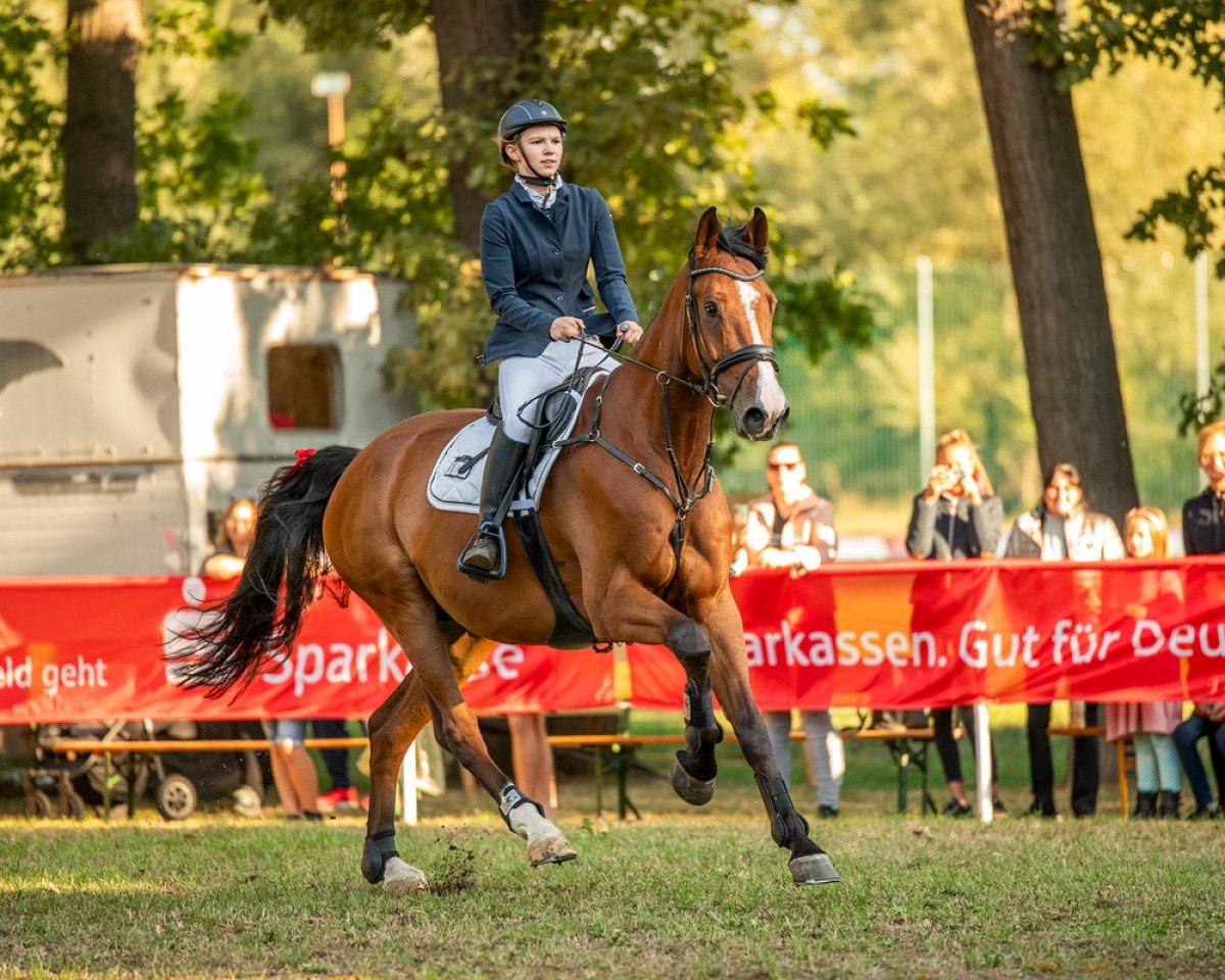 Springpferd Capistrano 6 (Deutsches Sportpferd, 2015, von Cassico)